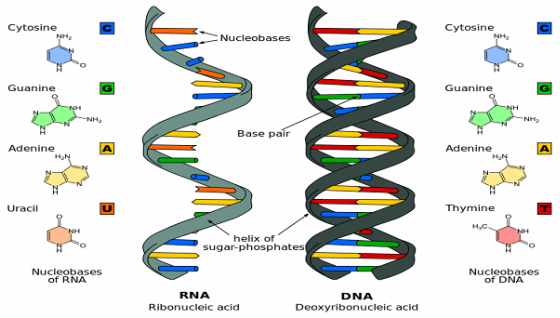 Structure Of DNA & RNA - Genetics